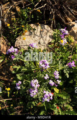 Blumen unter den Felsen in den Kirstenbosch Botanischen Gärten, Garden Route, Südafrika Stockfoto