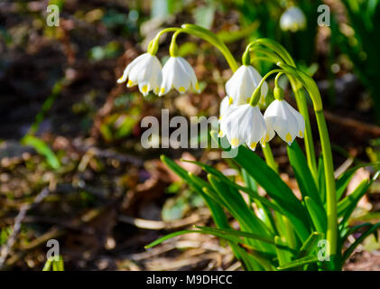 Bündel von Schneeflocke Blumen. schönen Frühling Hintergrund Stockfoto