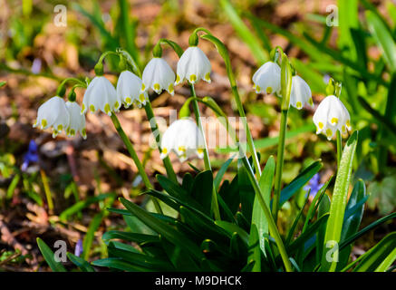 Bündel von Schneeflocke Blumen. schönen Frühling Hintergrund Stockfoto