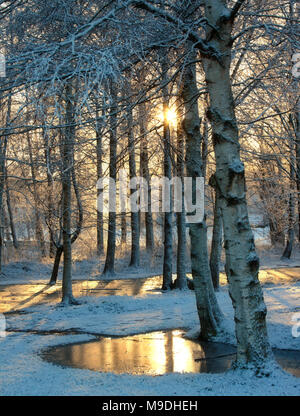 Die Sonne scheint durch die Bäume Stockfoto