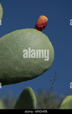 Feigenkaktus (Opuntia) cactus Paddel und rote Früchte vor blauem Himmel in Paphos District von Zypern, Mittelmeer, Europa Stockfoto