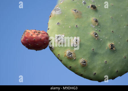 Feigenkaktus (Opuntia) cactus Paddel und rote Früchte vor blauem Himmel in Paphos District von Zypern, Mittelmeer, Europa Stockfoto