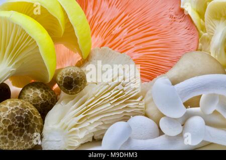 Verschiedene asiatische Pilze Stockfoto