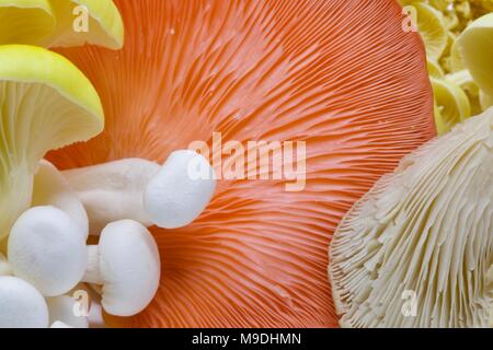 Verschiedene asiatische Pilze Stockfoto