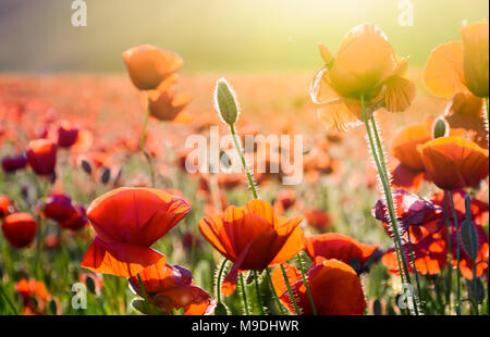 Mohn Blumen auf dem Feld im Sonnenlicht. schönen Sommer Natur Hintergrund Stockfoto