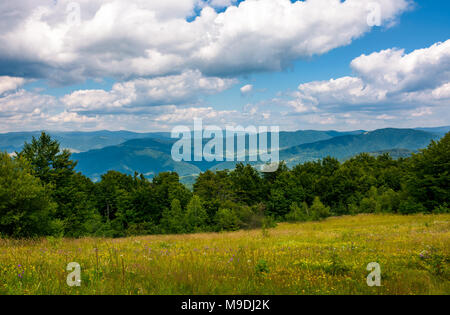 Gras Wiese mit wilden Kräutern in den Bergen. schöne Landschaft unter den Wald auf einem Sommertag. Toller Ort zum Ausruhen oder für Camping Stockfoto