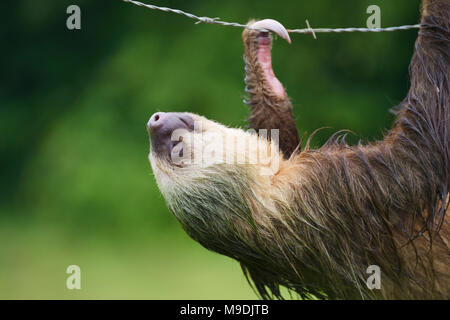 Hoffman's Zwei-toed sloth, Choloepus hoffmanni, Tortuguero, Costa Rica Stockfoto