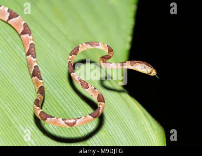 Northern cat-eyed Snake, Leptodeira septentrionalis, Nationalpark Tortuguero Stockfoto
