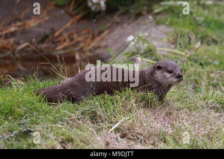 Asiatische - kurze Krallen Otter im grünen Gras ausruhen Stockfoto