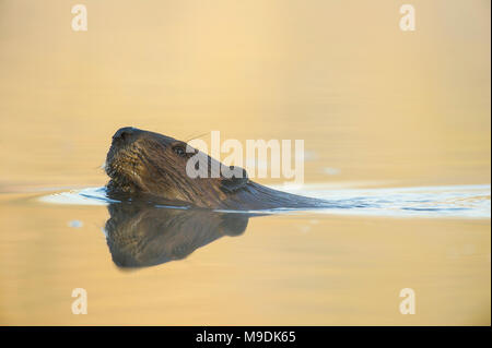 Biber (Castor canadensis), MN, USA, von Dominique Braud/Dembinsk Foto Assoc Stockfoto