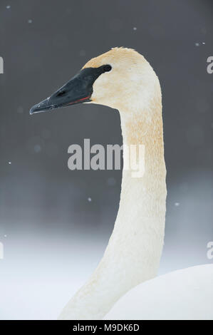 Nach Trompeter Schwan (Cygnus buccinator), WI, USA, Dezember, von Dominique Braud/Dembinsky Foto Assoc Stockfoto