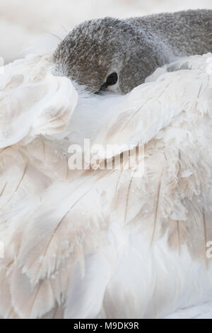 Unreife Trompeter Schwan (Cygnus buccinator) mit dem Kopf unter die Flügel versteckt, WI, USA, von Dominique Braud/Dembinsky Foto Assoc Stockfoto