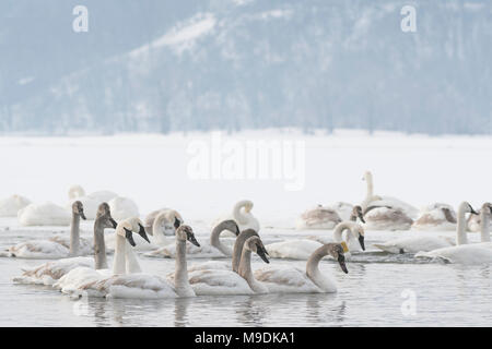 Trumpeter swan family Cygnus buccinator). St. Croix River, WI, USA, Mid-January, von Dominique Braud/Dembinsky Foto Assoc Stockfoto