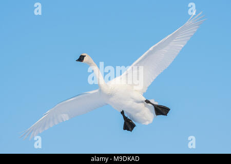 Trompeter Schwan (Cygnus buccinator) über zu landen, WI, USA, von Dominique Braud/Dembinsky Foto Assoc Stockfoto