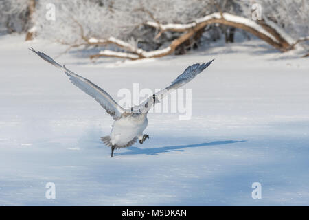 Trompeter Schwan (Cygnus buccinator) Abheben der St. Croix River, WI, USA, von Dominique Braud/dem binsky Foto Assoc Stockfoto