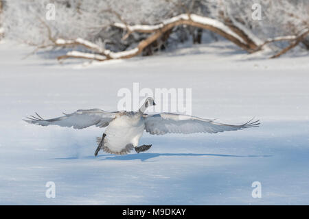 Trompeter Schwan (Cygnus buccinator) Abheben der St. Croix River, WI, USA, von Dominique Braud/dem binsky Foto Assoc Stockfoto