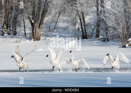 Trumpeter Swans (Cygnus buccinator), die von der St. Croix River, WI, USA, Ende Februar, von Dominique Braud/Dembinsky Foto Assoc Stockfoto