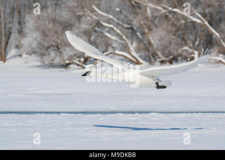 Trompeter Schwan (Cygnus buccinator) vom St. Croix River, WI, USA, Ende Februar, von Dominique Braud/Dembinsky Foto Assoc Stockfoto