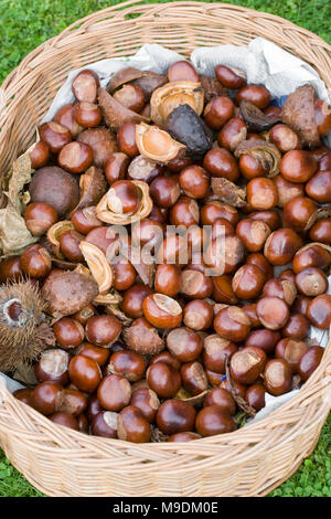 Korb der Conkers. Aesculus hippocastanum. Stockfoto