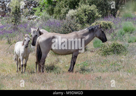 Frei lebende Sorraia Pferde in Faia Brava Nature Reserve, Western Iberia rewilding, Portugal Stockfoto