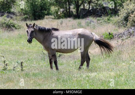 Frei lebende Sorraia Pferde in Faia Brava Nature Reserve, Western Iberia rewilding, Portugal Stockfoto