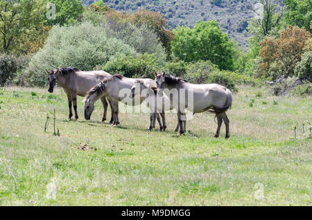 Frei lebende Sorraia Pferde in Faia Brava Nature Reserve, Western Iberia rewilding, Portugal Stockfoto