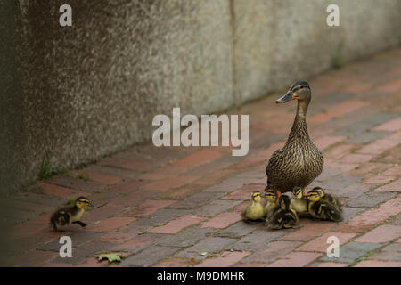 Eine mama Ente mit ihren Babys warten auf einem Zerzausten Entlein bis zu fangen. Stockfoto