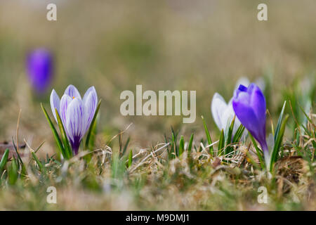 Lila Krokusse dicht an einem sonnigen Frühlingstag (Crocus vernus) Stockfoto