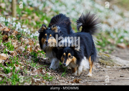 Zwei dreifarbige Shetland sheepdog gehen auf die Straße Stockfoto