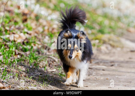 Tricolor Shetland sheepdog zu Fuß auf der staubigen Straße Stockfoto