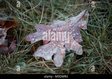 Eine Eiche (Quercus) Blatt mit Wassertropfen, die auf dem Gras an einem frostigen Morgen fallen. Stockfoto