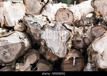 Große Stapel von Holz im Wald Stockfoto