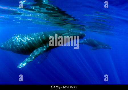 Mutter und Kalb, Humpback Wale schwimmen an der Küste von Maui, Hawaii. Stockfoto