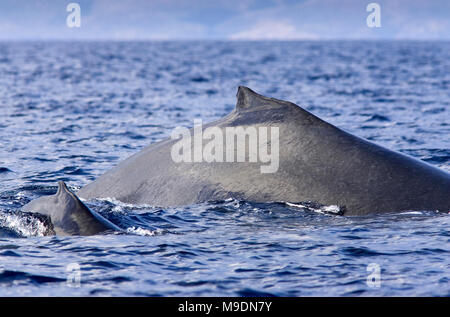 Mutter und Kalb, humpback Oberfläche zusammen vor der Küste von Maui, Hawaii. Stockfoto