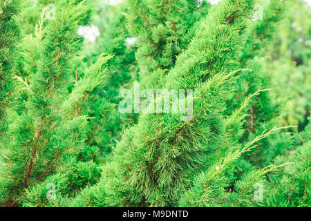 Grünen stacheligen Zweige eines Pelz-Baum oder Pine Tree Stockfoto