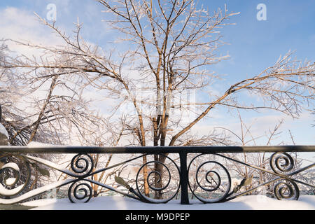Schnee und gefrorenen Bäume mit Niagara Falls hinter Stockfoto