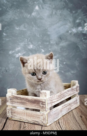 Eine kleine lila Scottish Straight in einem hölzernen Kasten Kätzchen. Cat sorgfältig suchen. Vertikale Ansicht Stockfoto