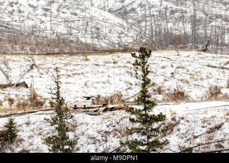 43,110.08640 weiten Blick über vier 4 Raben auf einem Wolf - getötet Bull elk Karkasse Skelett Knochen im Winter schnee Stockfoto