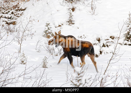 43,111.08720 Kuh Elch Kuh wandern in die schneebedeckten Berge Wiese Stockfoto