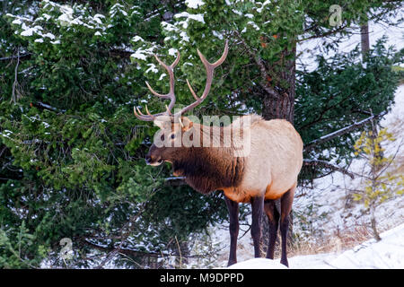 43,113.08809 Majestic 5 x 5 bull Elk mit seinem Kopf hoch, steht in einem Nadelwald, winter schnee Stockfoto