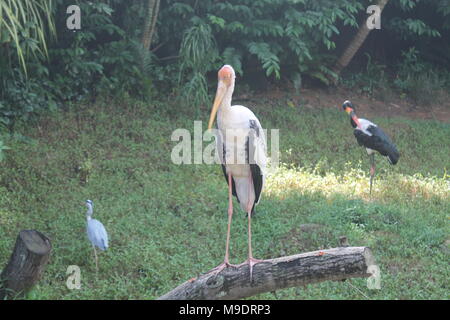 Painted Stork im grünen Teich. Die lackierten Stork (Mycteria leucocephala) ist eine Storchenfamilie. Sri Lanka. Stockfoto