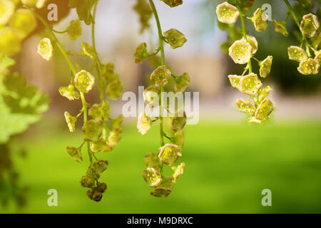 Rote Johannisbeere Blumen blühen auf einem Strauch. Hängend blütenstände von johannisbeere Ribes rubrum Blossom close-up. Der Frühling in den Garten. Stockfoto