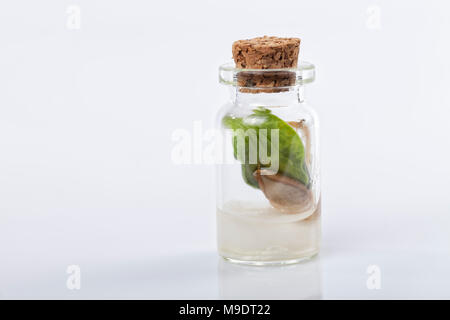 Ein Kürbis Samen keimt, geschlossen in einem Glas isoliert auf Weiss. Stockfoto