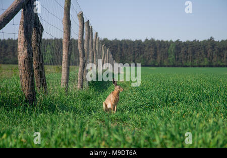 Europäische hase Lepus europaeus Sitzen im Feld mit einem Zaun in der Nähe. Stockfoto