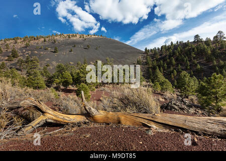 Bunte Schlackenkegel, Sunset Crater National Monument, AZ Stockfoto