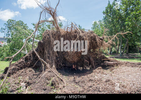 Massive Baum mit Wurzeln ausgesetzt sind, nach Zyklon Marcus hit Darwin, Australien im März 2018 Stockfoto