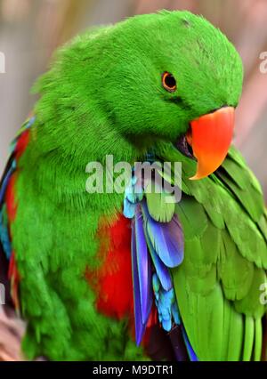 Ein männlicher Eclectus Parrot (Eclectus roratus), die in den Regenwäldern des Südpazifik gefunden werden Stockfoto