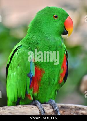 Ein männlicher Eclectus Parrot (Eclectus roratus), die in den Regenwäldern des Südpazifik gefunden werden Stockfoto