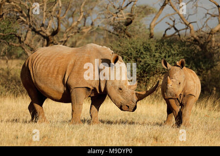 Weiße Nashörner (Rhinocerotidae)) mit Kalb im natürlichen Lebensraum, Südafrika Stockfoto