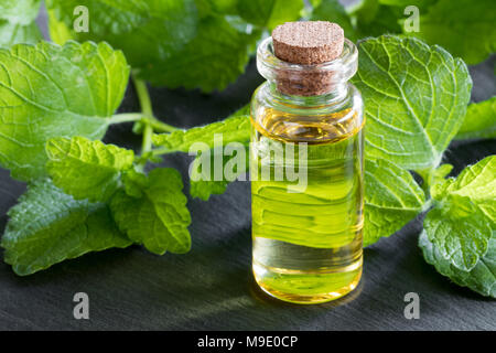 Eine Flasche Melissa (zitronenmelisse) ätherisches Öl mit Melissa Blätter im Hintergrund Stockfoto